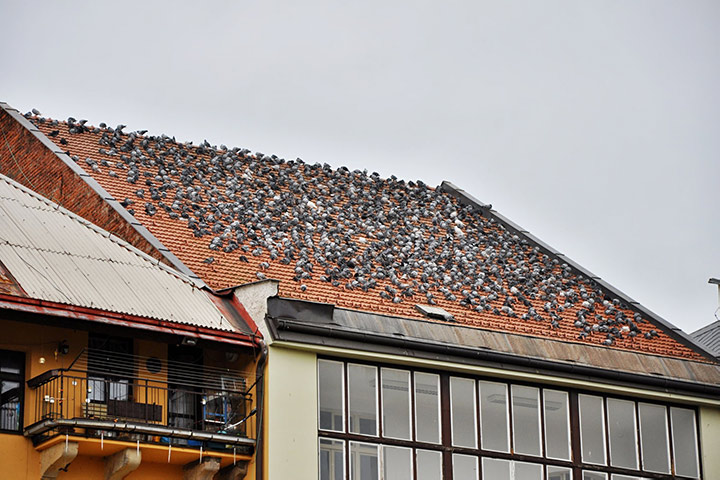 A2B Pest Control are able to install spikes to deter birds from roofs in Chessington. 
