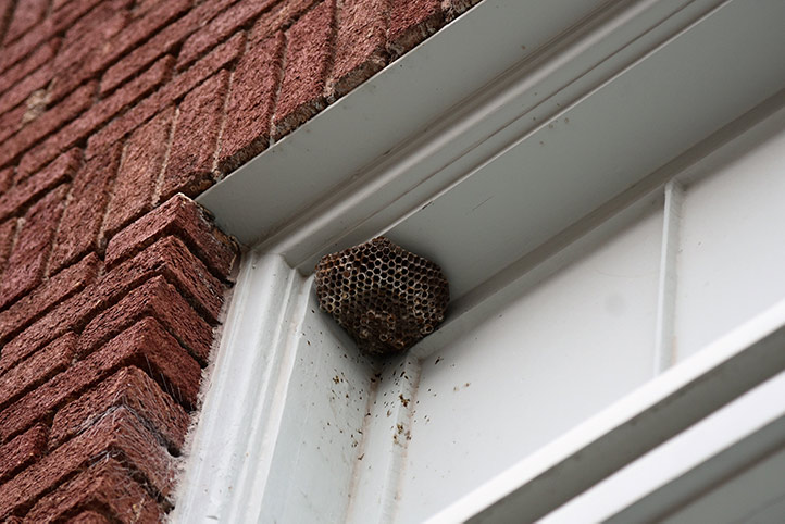 We provide a wasp nest removal service for domestic and commercial properties in Chessington.